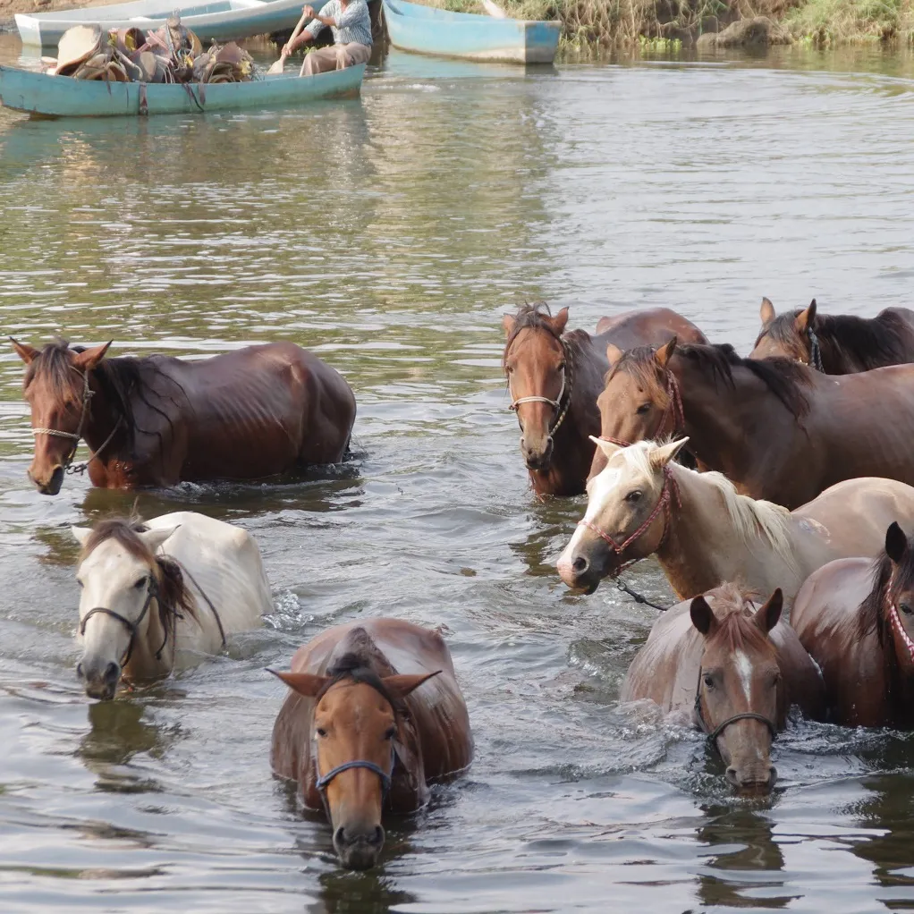 Our happy horses